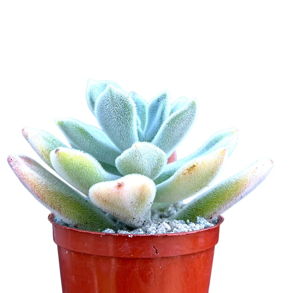 Echeveria pulvinata 'Frosty'