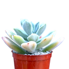 Echeveria pulvinata 'Frosty'
