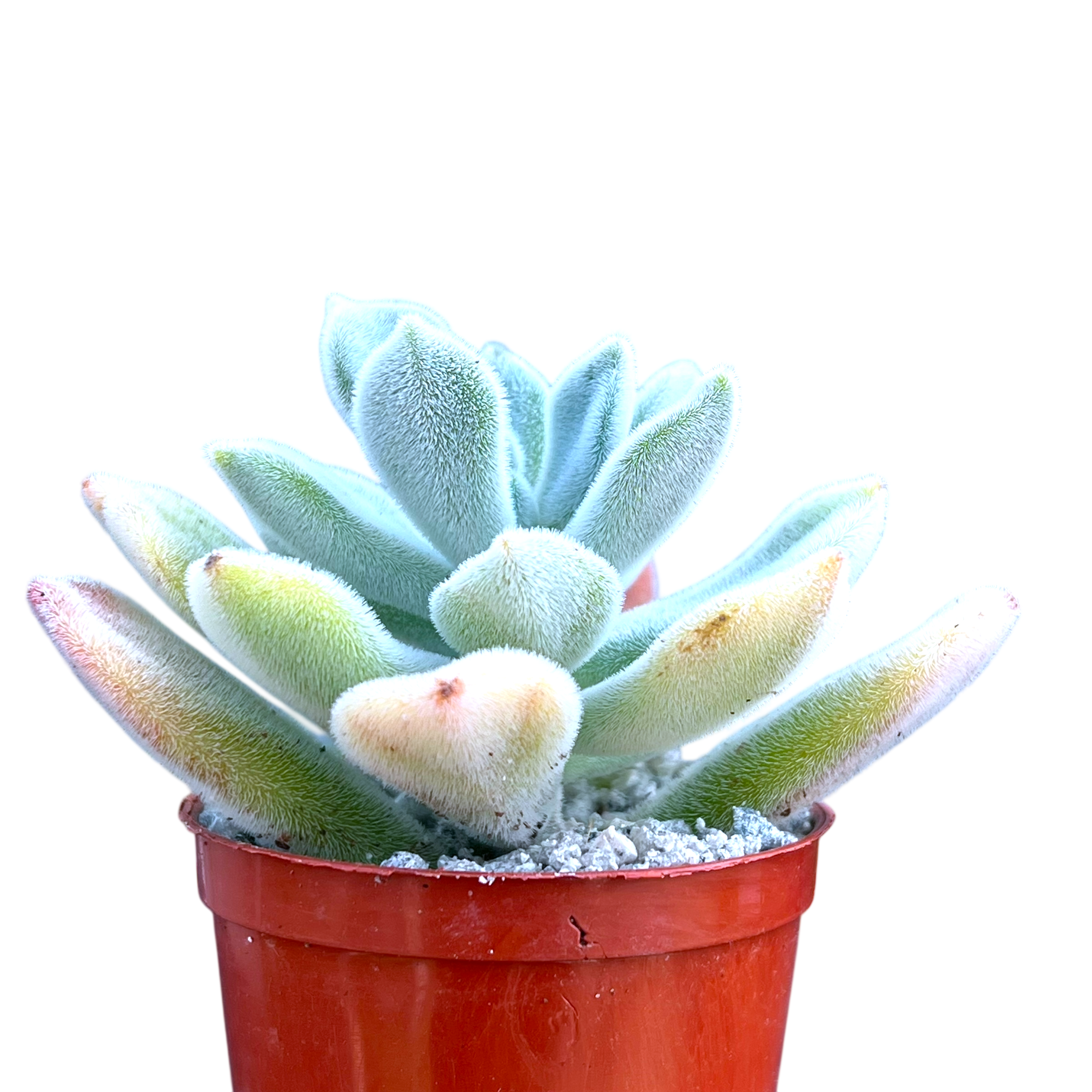 Echeveria pulvinata 'Frosty'