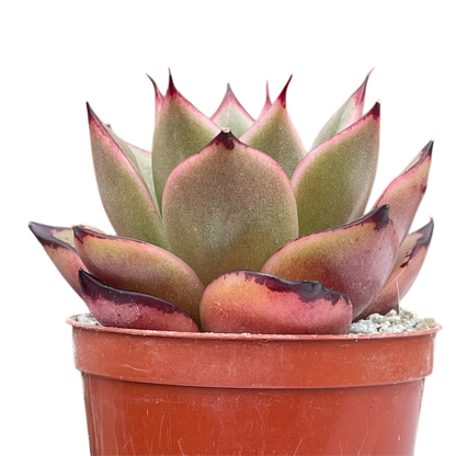 Echeveria agavoides 'Dragon's Tooth'