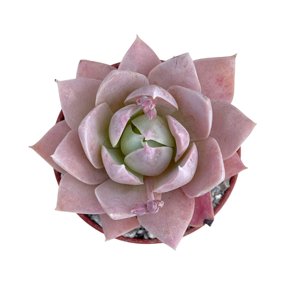 Sedum suaveolens