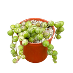 Curio rowleyanus 'Variegata'