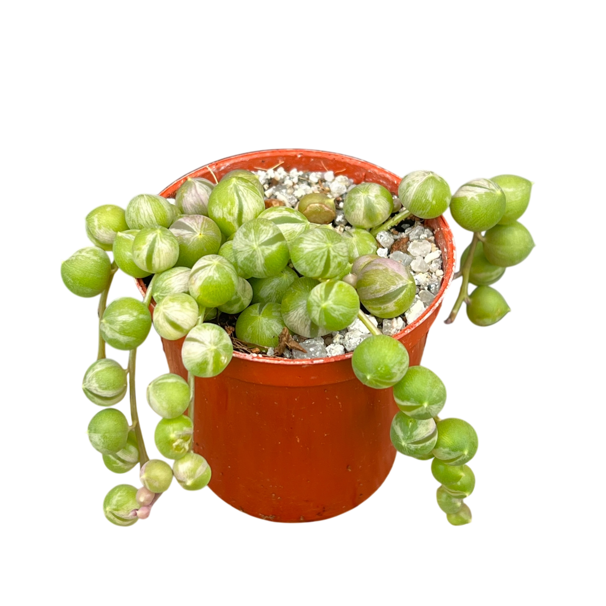 Curio rowleyanus 'Variegata'