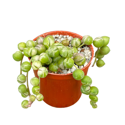 Curio rowleyanus 'Variegata'