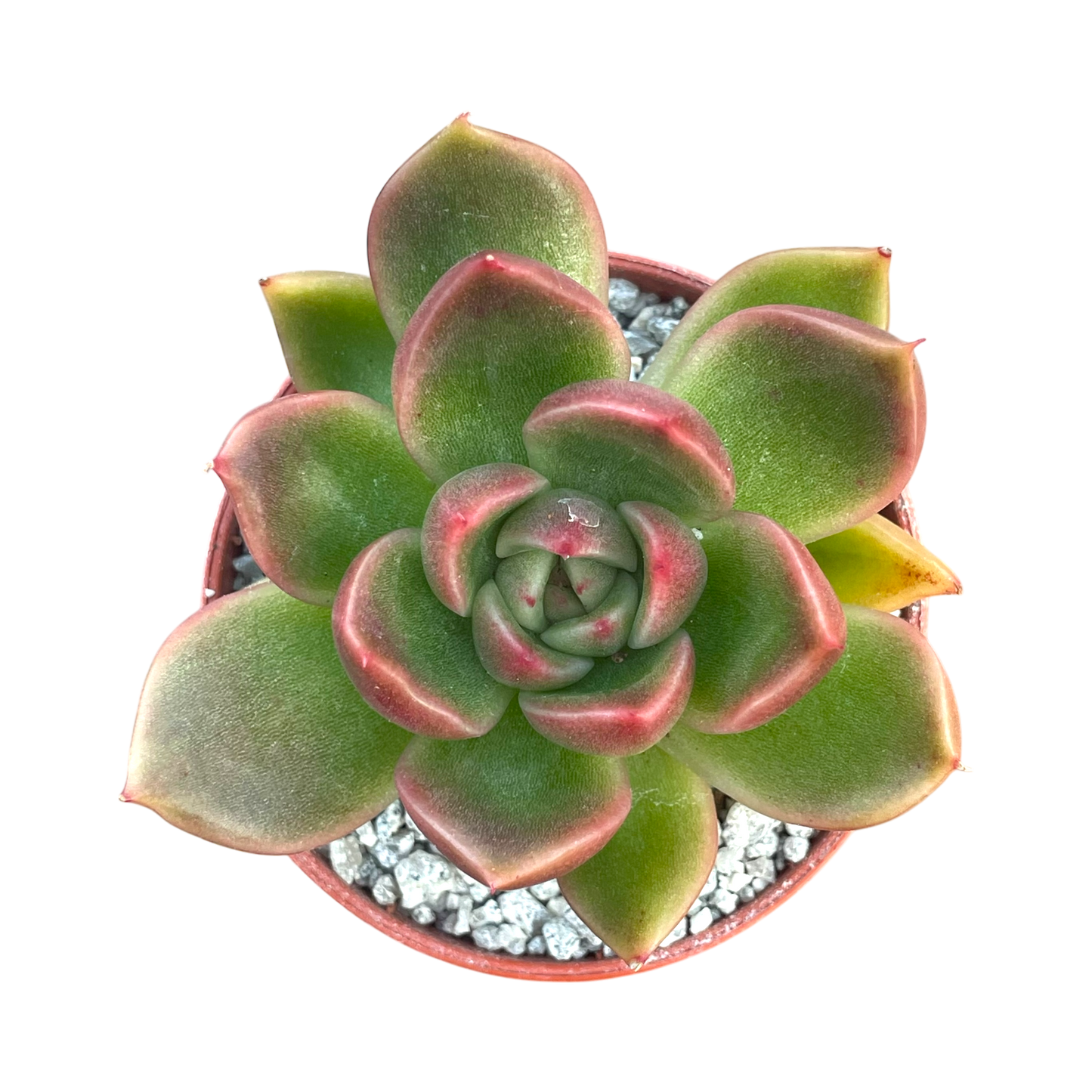 Echeveria x gilva 'Red'