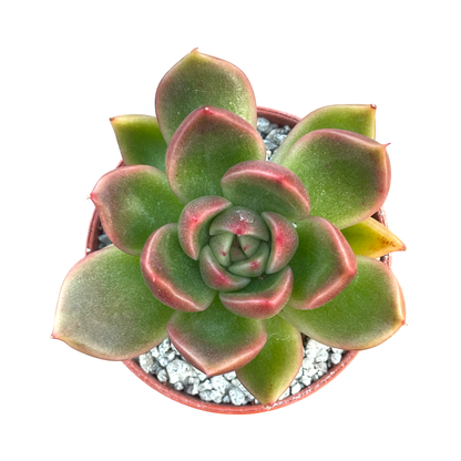 Echeveria x gilva 'Red'