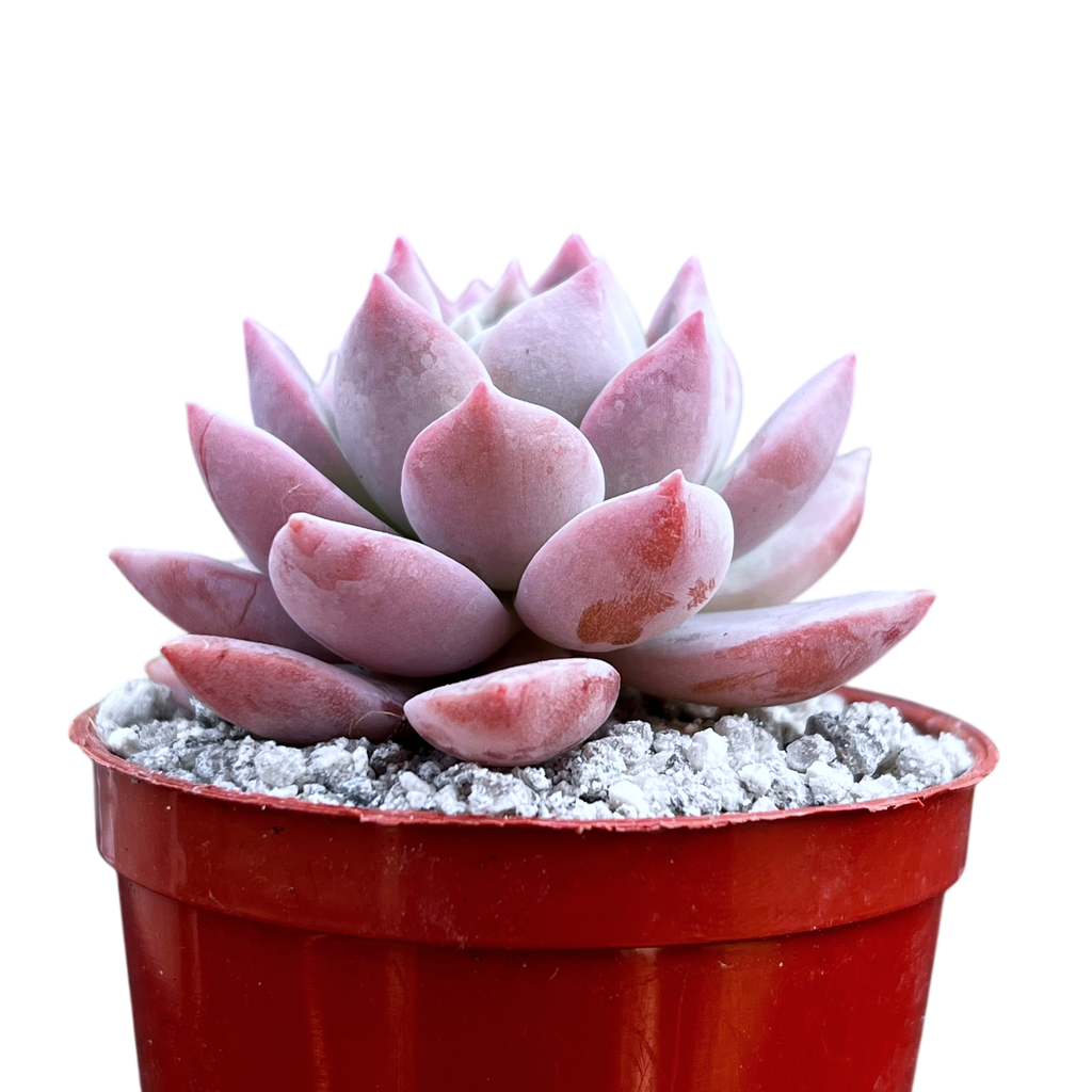 x Graptoveria 'Milky Way'
