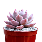 x Graptoveria 'Milky Way'