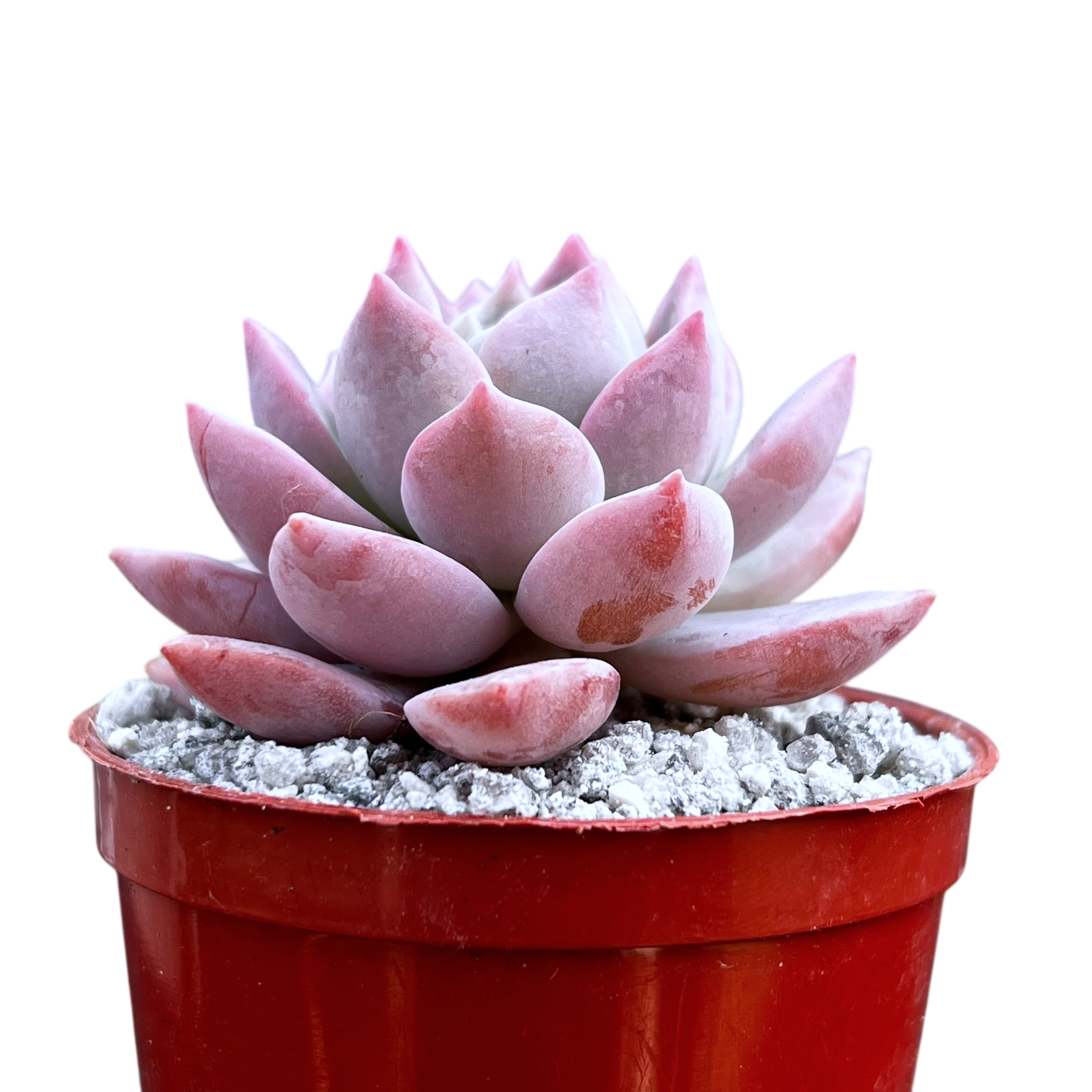 x Graptoveria 'Milky Way'