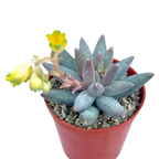 Pachyphytum coeruleum