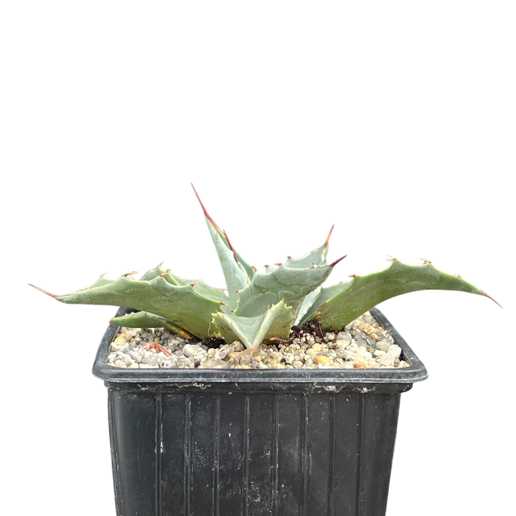 Agave montana x gentryi