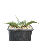 Agave montana x gentryi