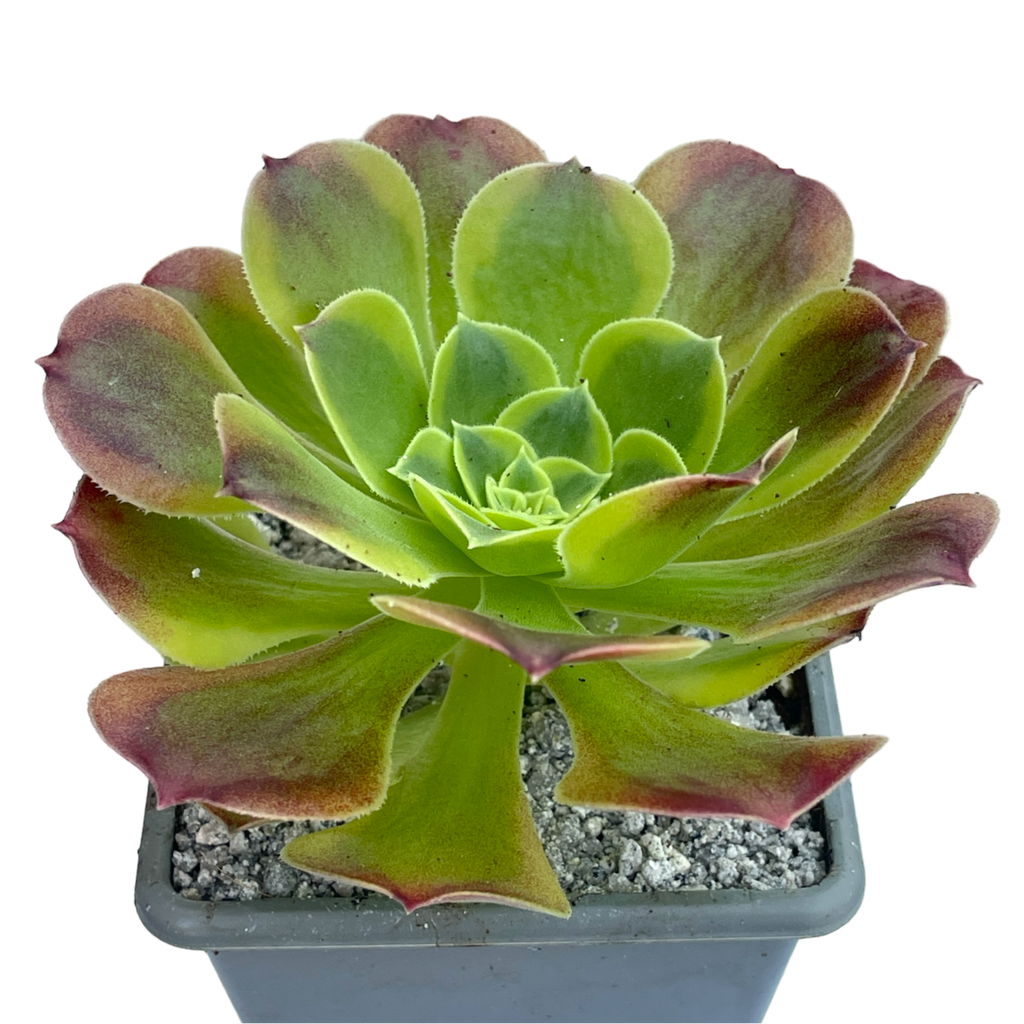 Aeonium 'Green Lemon'