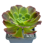 Aeonium 'Green Lemon'