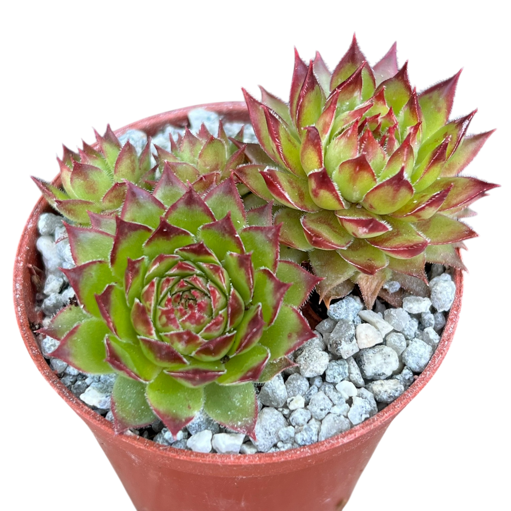 Sempervivum 'Bronco'
