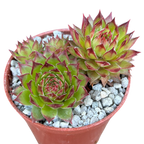 Sempervivum 'Bronco'