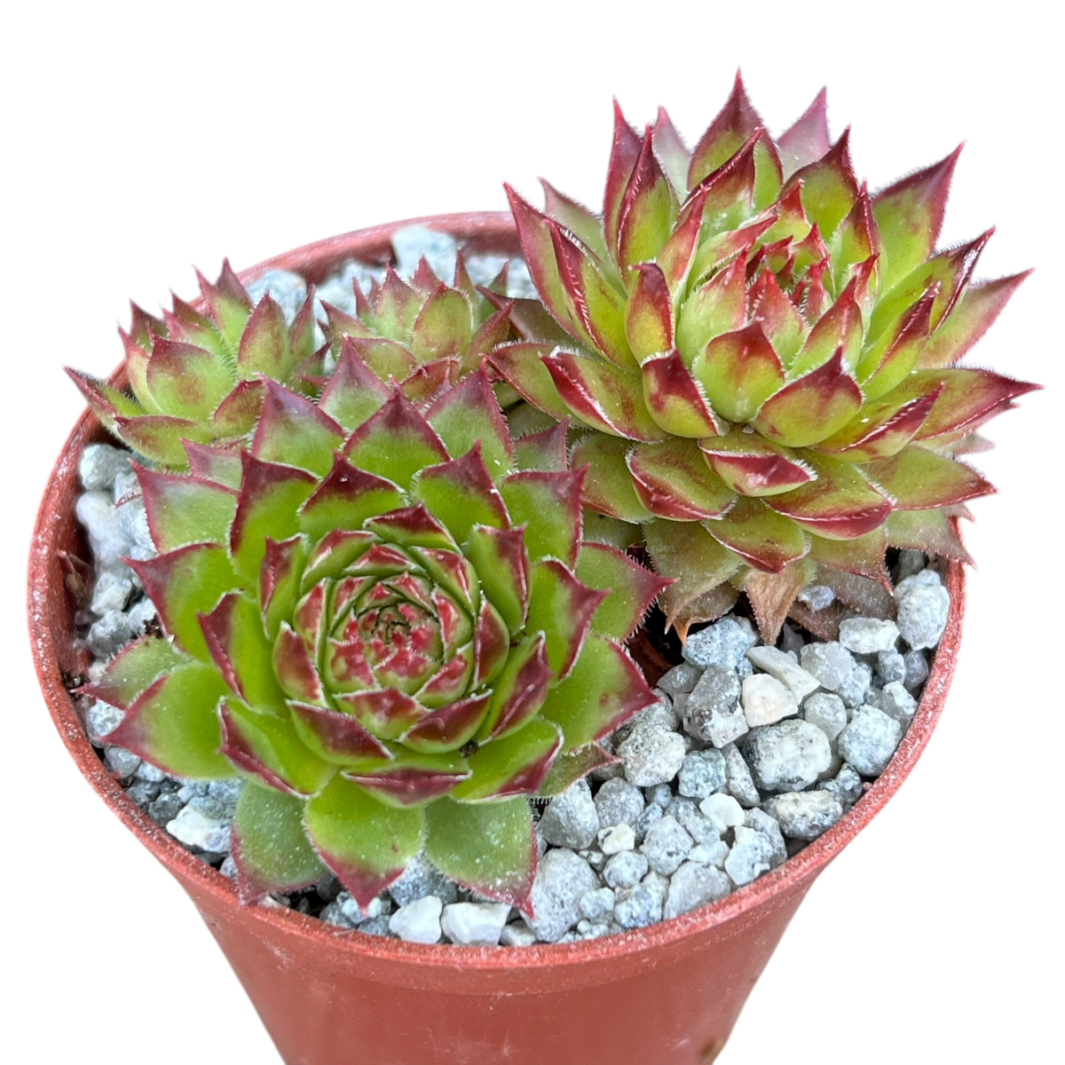 Sempervivum 'Bronco'