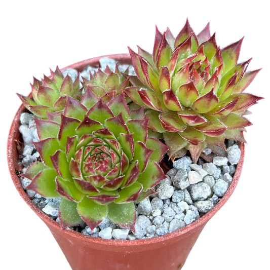 Sempervivum 'Bronco'