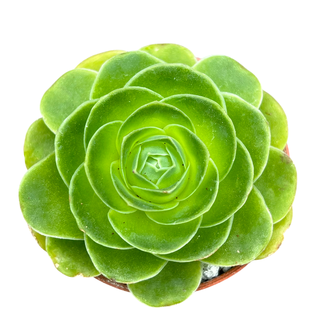 Aeonium diplocycla