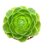 Aeonium diplocycla