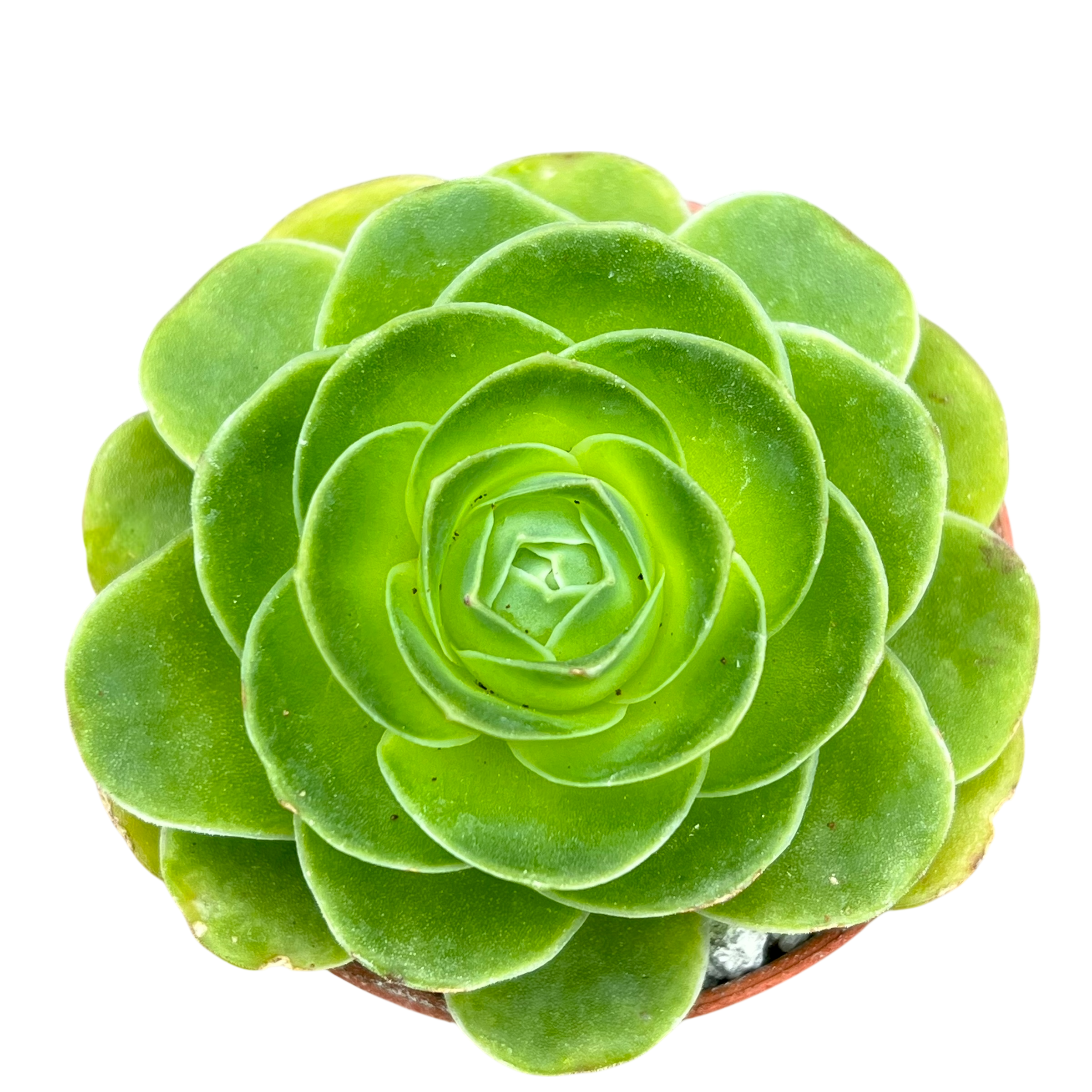 Aeonium diplocycla