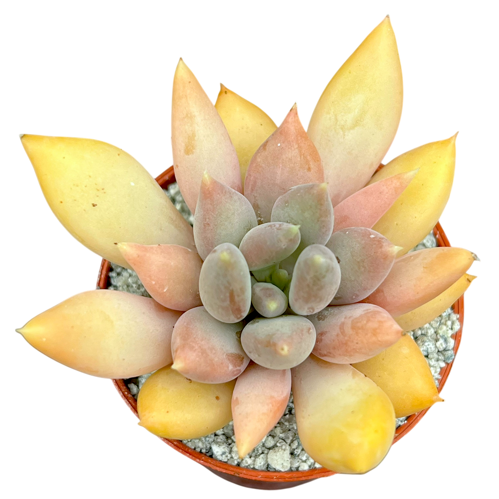 x Pachyveria 'Glacier'