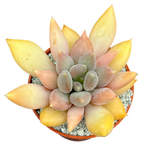 x Pachyveria 'Glacier'