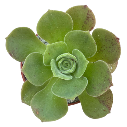 Aeonium longithyrsum