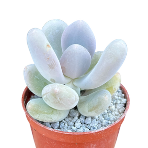 Pachyphytum 'Blue Haze'