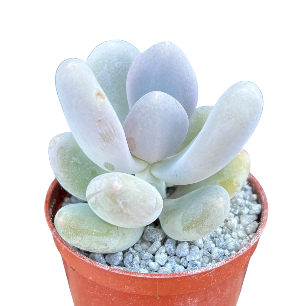 blue haze succulent Pachyphytum 'Blue Haze' – Surreal Succulents