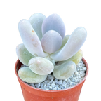 Pachyphytum 'Blue Haze'