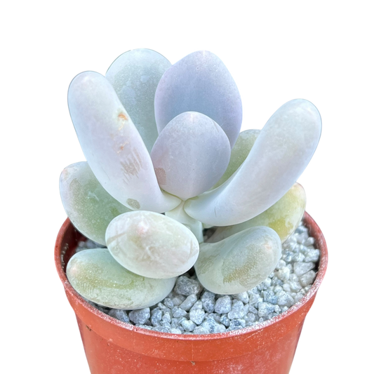 Pachyphytum 'Blue Haze'