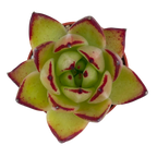 Echeveria agavoides 'Maria'