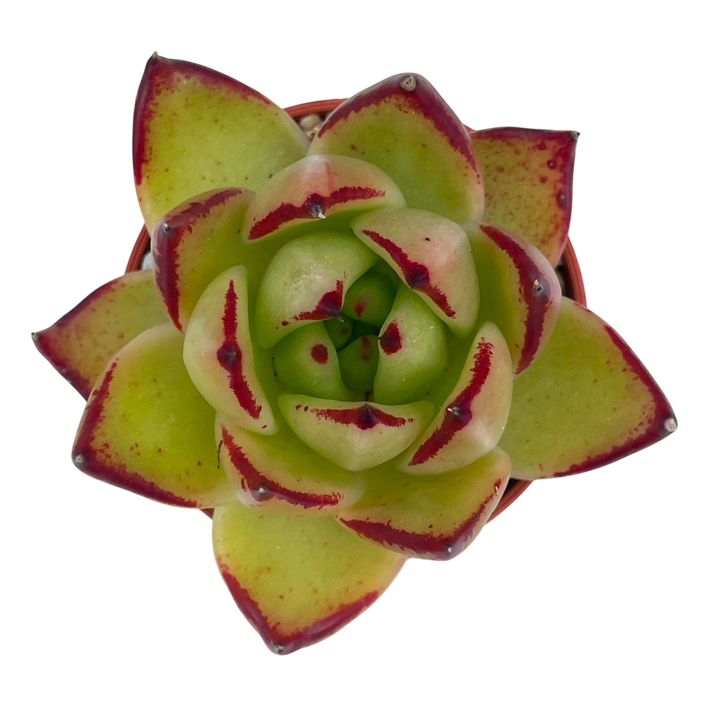 Echeveria agavoides 'Maria'