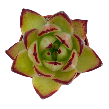 Echeveria agavoides 'Maria'