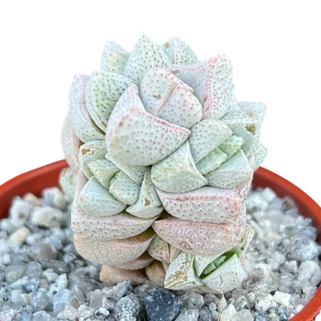 Crassula deceptor
