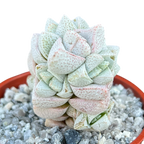 Crassula deceptor
