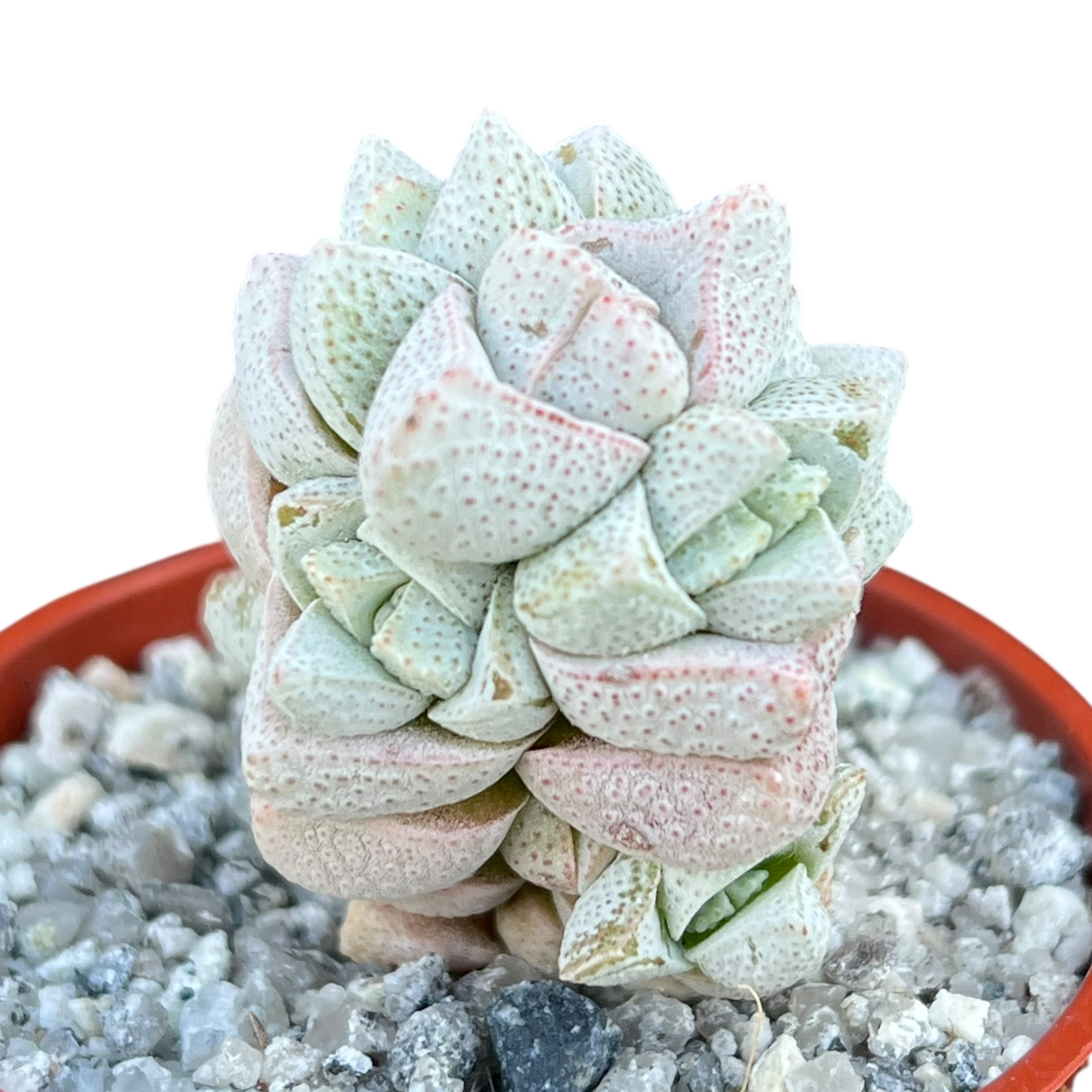 Crassula deceptor