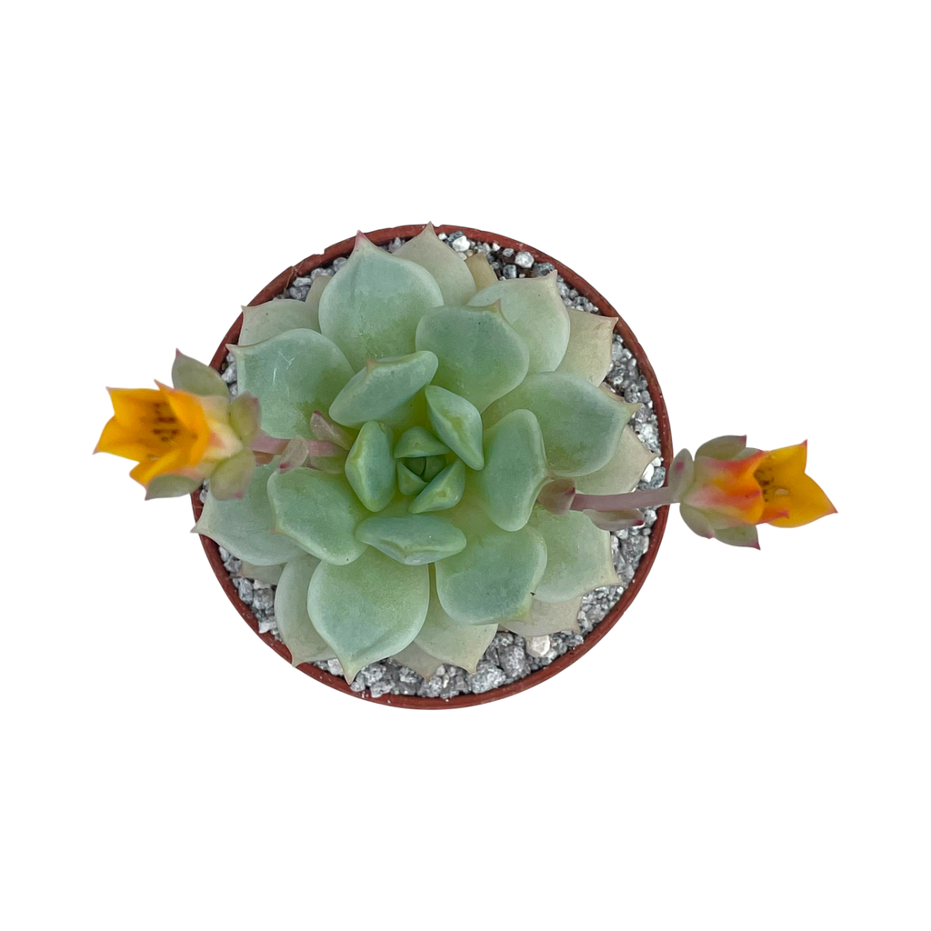Echeveria derenbergii