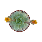 Echeveria derenbergii
