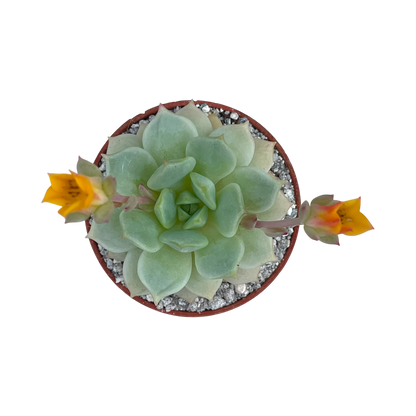 Echeveria derenbergii