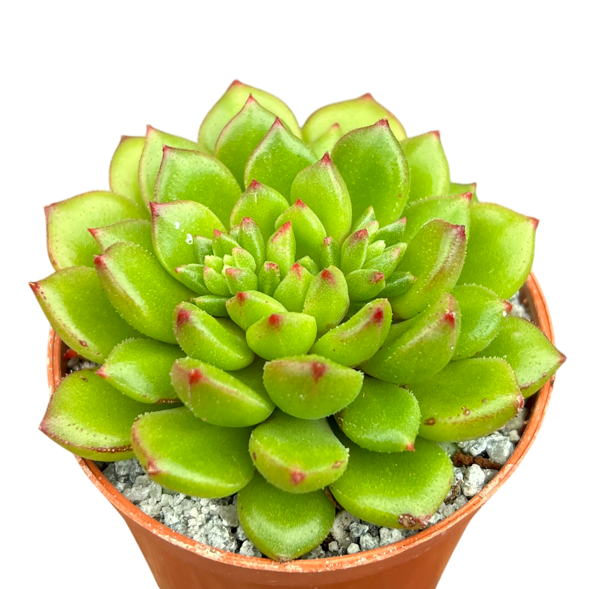 emerald ripple succulent Echeveria 'Ron Evans' – Surreal Succulents