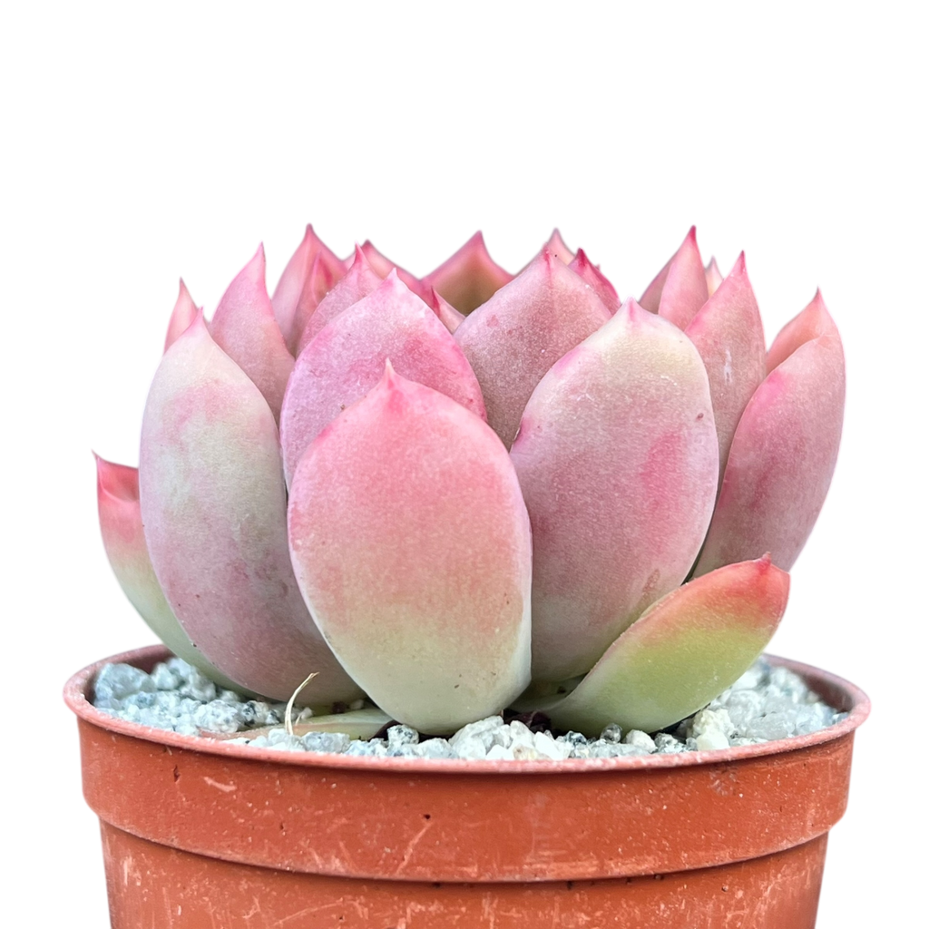 Echeveria pertela