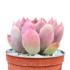 Echeveria pertela