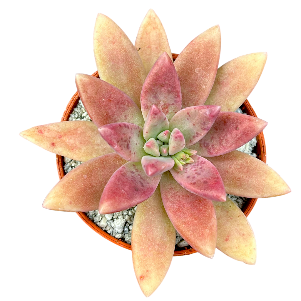 x Graptosedum 'Darley Sunshine'