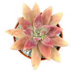 x Graptosedum 'Darley Sunshine'