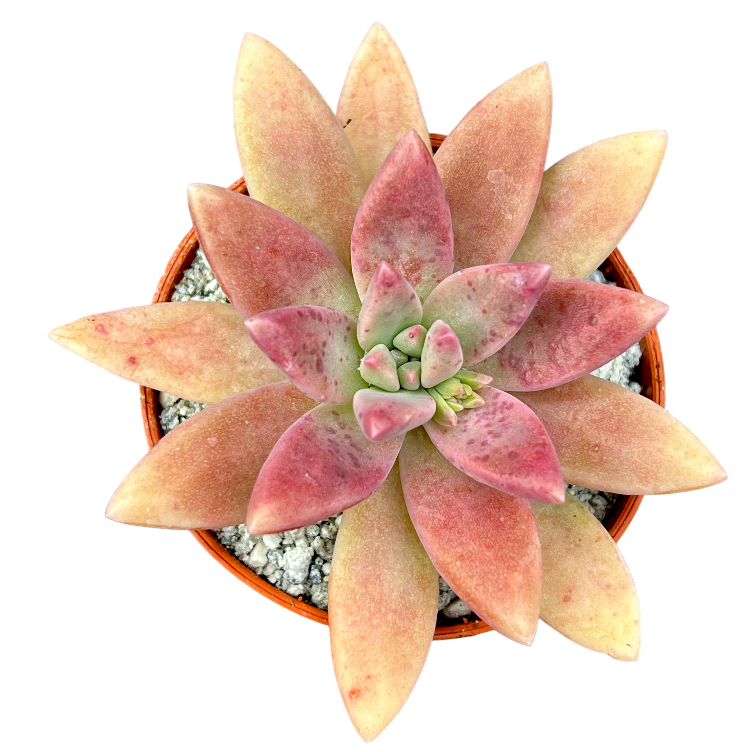 x Graptosedum 'Darley Sunshine'