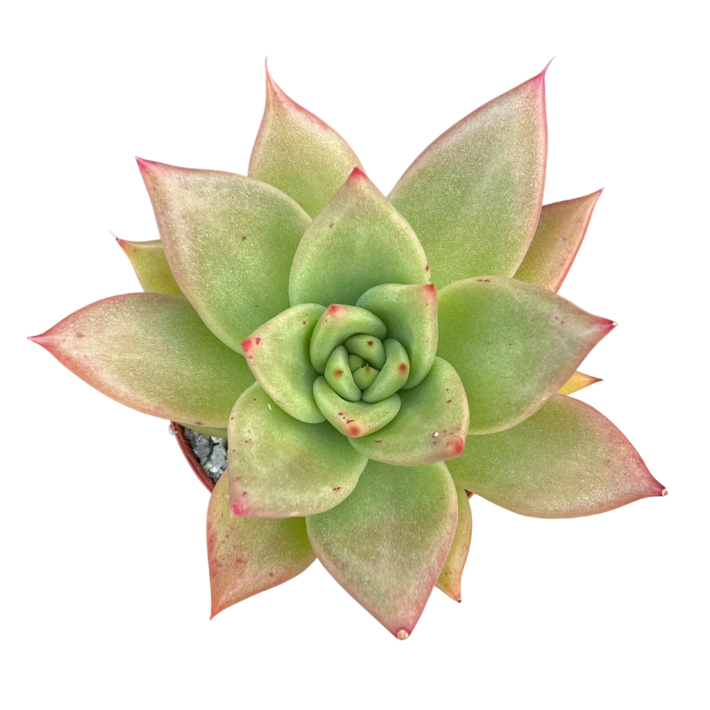 Echeveria agavoides 'New Earth'