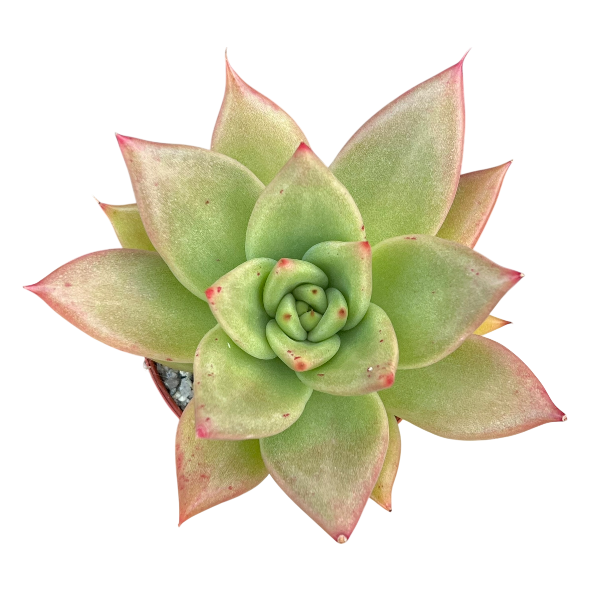 Echeveria agavoides 'New Earth'