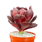 Aeonium 'Cornish Rose'